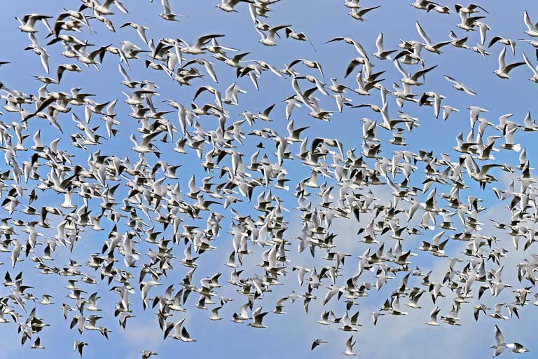 FLoC je skratka podobná ang. slovu flock - kŕdeľ